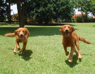 Clube de Cãompo Foto de Clube de Cãompo