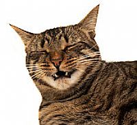 Diga não ao comércio de animais