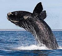 Turismo nota dez: avistar baleias em S. Catarina