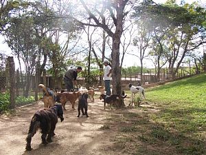 Conheça a Associação de Socorro e Proteção aos Animais de Itu