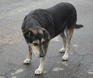 Cães nas ruas: um problema social a ser repensado 