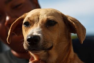 Cães SRD adotados protegem empresas na região