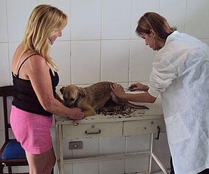 Zoonoses ganha Posto de Atendimento gratuito para cães e gatos
