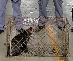 Corpo de Bombeiros de Porto Feliz captura animal ameaçado de extinção