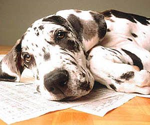 Leishmaniose Visceral Canina: perigo para cães e donos