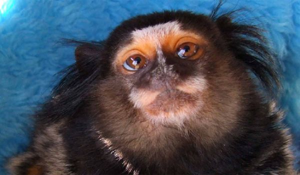 'Curau' está salvo - Projeto Mucky resgata primata