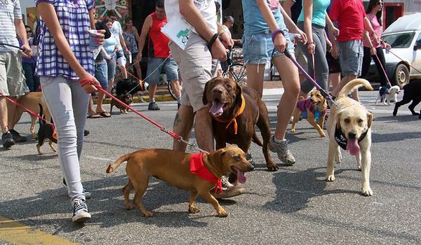 3ª edição da Cãominhada de Itu acontece dia 25 de setembro 