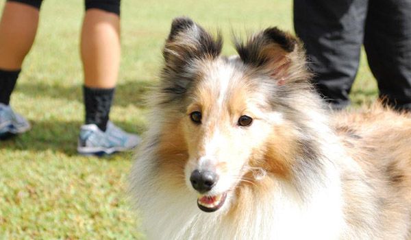 Clube de Cãompo realiza evento para comemorar o 'Dia do Cão'