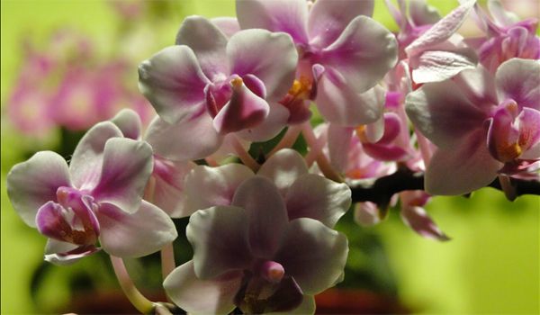 6ª Exposição de Orquídeas & Cultura acontece nesse fim de semana