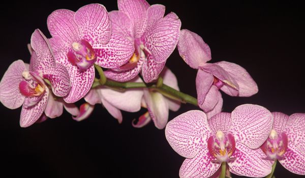 6ª Exposição de Orquídeas & Cultura reúne bom público em Itu