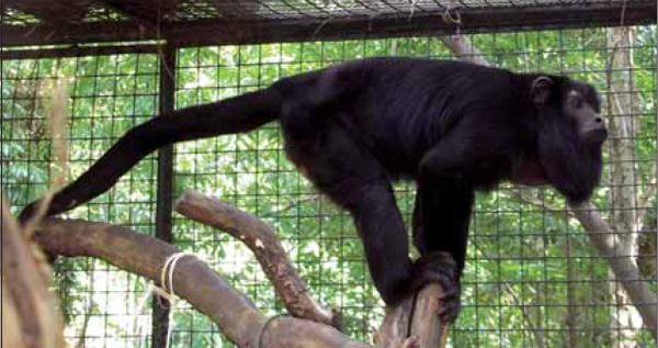 Um urso no planeta dos macacos - Projeto Mucky recebe novo bugio