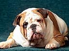 Imagem de: Pets obesos: um reflexo da humaniza��o? 