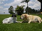 Clube de Cãompo é opção para hospedagem de pets no carnaval
