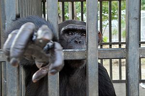 Mais um chimpanzé do Líbano é transferido para Santuário no Brasil