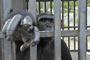 Os chimpanzés são destruídos mentalmente 
