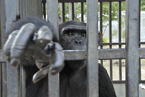 Os chimpanzés são destruídos mentalmente