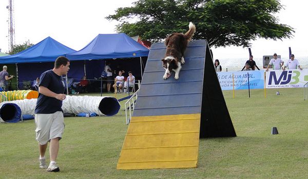 Clube de Cãompo sedia a final do Campeonato Brasileiro de Agility 2013