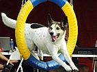 Imagem de: Descontra��o e habilidade marcam final do Brasileiro de Agility 2013 
