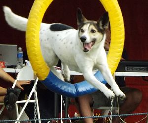 Descontra��o e habilidade marcam final do Brasileiro de Agility 2013 