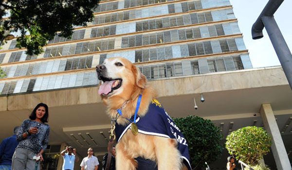 Cão "Samuca", estrela do canil da Guarda de Campinas, se aposenta
