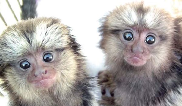 "Rosquinha" é a nova mascote do Projeto Mucky