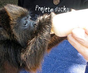 Projeto Mucky: Doe leite em pó e suplementos para a macacadinha!