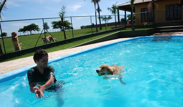 Verão com piscina: Combinação ideal para os cães no Clube de Cãompo