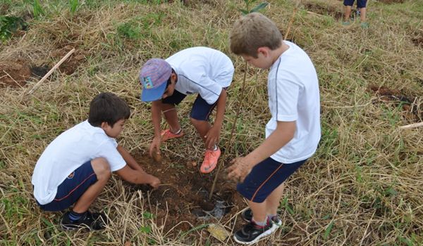 Mais de 13 mil mudas de árvores serão plantadas nesta quinta em Itu