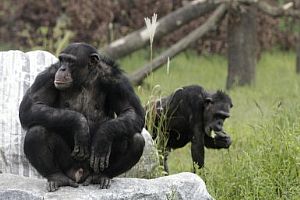 Como os chimpanzés se comunicam
