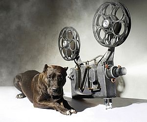 Documentário incentiva a adoção de cães vira-latas