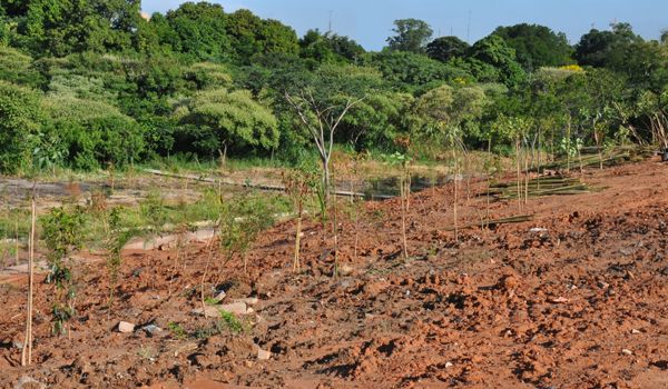 Mais de 2 mil mudas de árvores nativas são plantadas em Itu