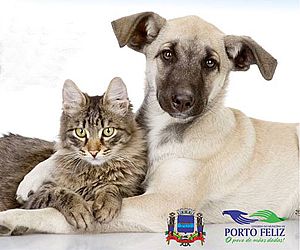 Zoonoses de Porto Feliz realiza Feira de Adoção de cães e gatos