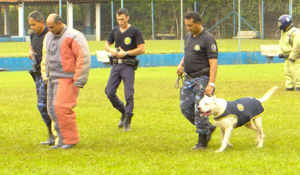 Salto conquista troféus no 7° Campeonato de Cães de Polícia 