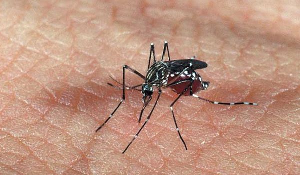 Itu já registrou 103 casos autóctones de dengue neste ano