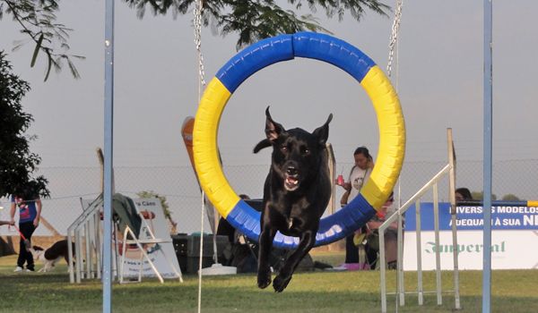 Campeonato internacional de agility reúnirá cães de 11 países em Itu