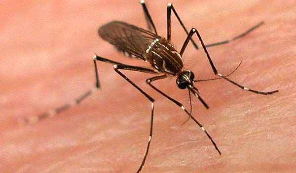 Dengue atinge marca de 408 casos em Itu desde o início do ano