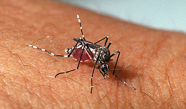 Dengue: cidade já registrou 449 casos da doença neste ano