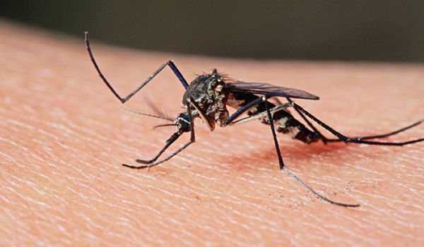 Dengue ultrapassa marca de 500 casos em Itu neste ano