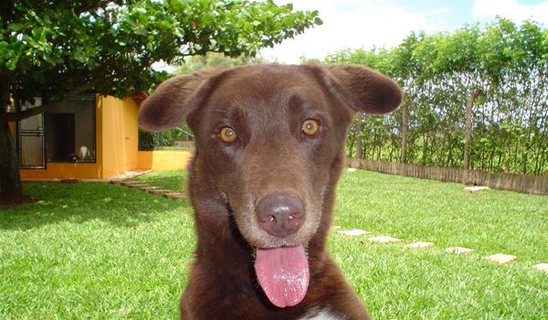 Especialista aponta sintomas de problemas emocionais em cães