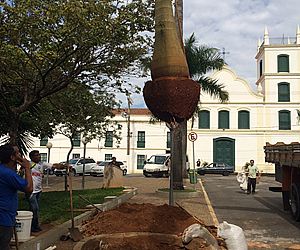 Largo do Carmo recebe plantio de duas palmeiras-imperiais