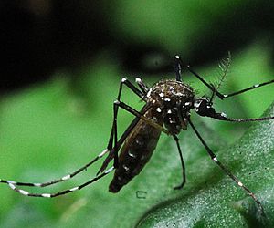 Dengue registra mais de 900 casos em Itu