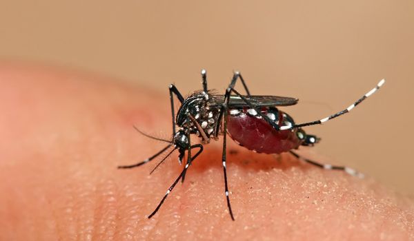Dengue: Itu registra mais de 1 mil casos neste ano