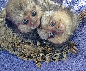 Pitadinhas de amor: Projeto Mucky recebe bebês saguis