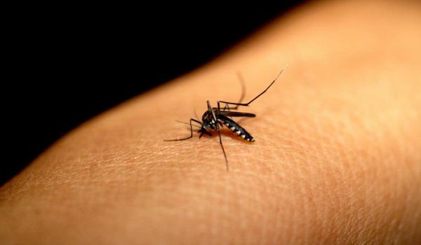 Secretaria da Saúde divulga novos números de casos de dengue em Itu