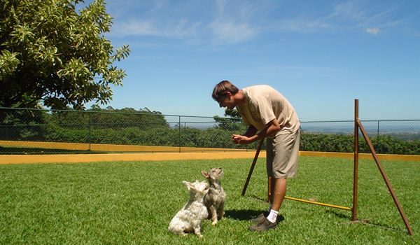 Clube de Cãompo ajuda donos a treinarem cães adultos