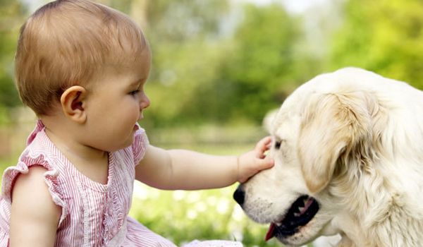 Donos podem ajudar o cão a se adaptar com a chegada de uma criança