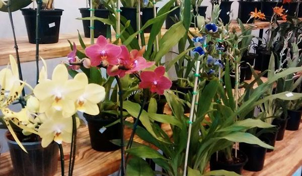 Plaza Shopping Itu oferece curso gratuito de orquídeas