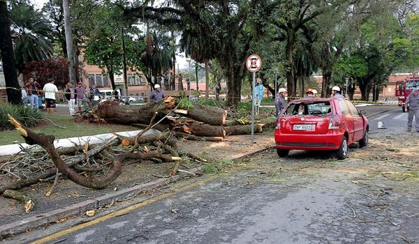 Forte chuva em Salto causa queda de 12 árvores