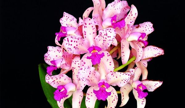 Salto recebe a 46ª Exposição Nacional de Orquídeas