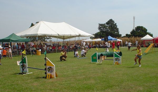 Clube de Cãompo promove evento especial e gratuito no mês das crianças